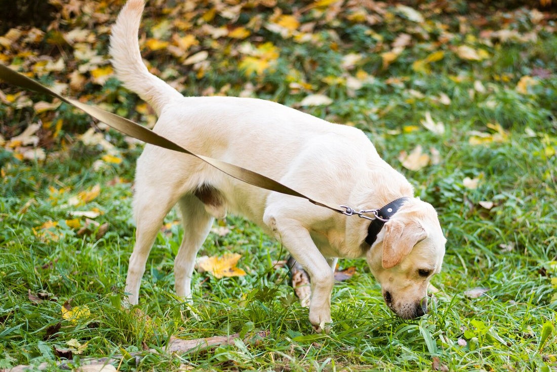labrador sniffing on the park