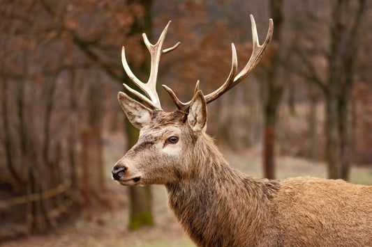 deer with big antler