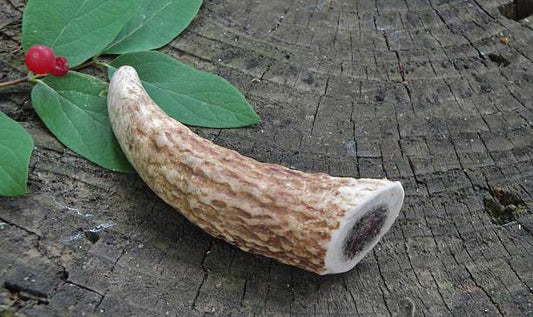 The Future of Antler Chews: Innovations and Trends in the Industry