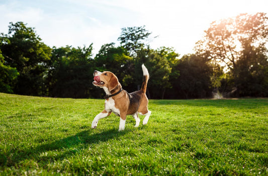 dog playing in the park