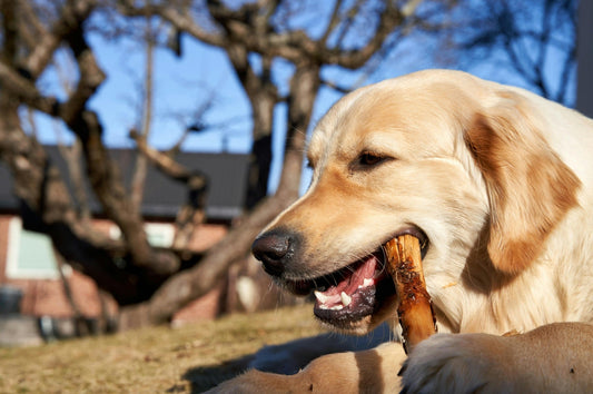Are Antler Chews Digestible? What Every Dog Owner Needs to Know