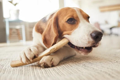 Antler Chew Recipes: Adding Variety to Your Dog's Chewing Experience