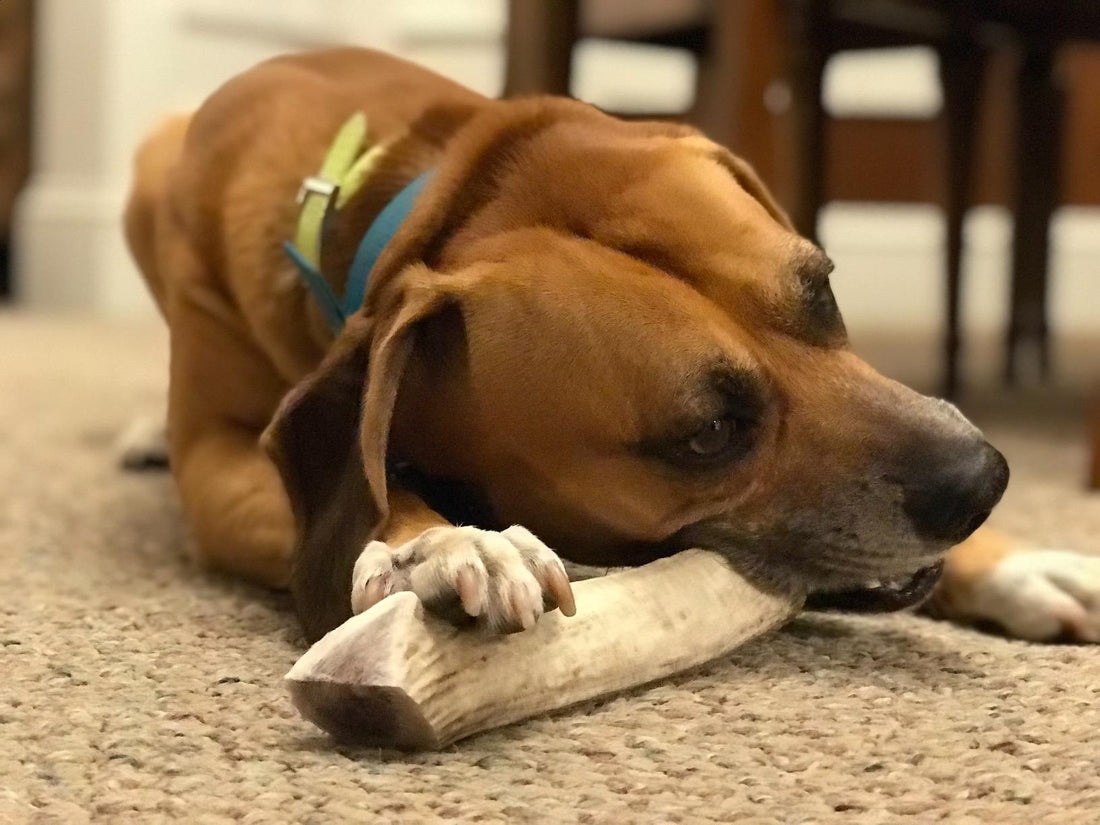 dog chewing on an antler chew