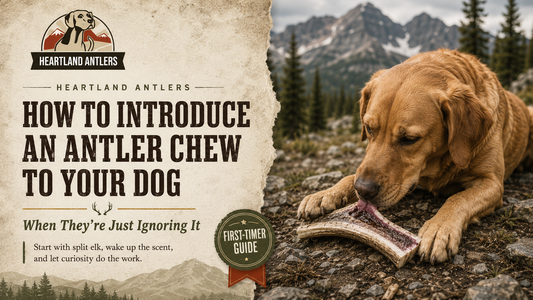 How to Introduce an Antler Chew to Your Dog (When They're Just Ignoring It)