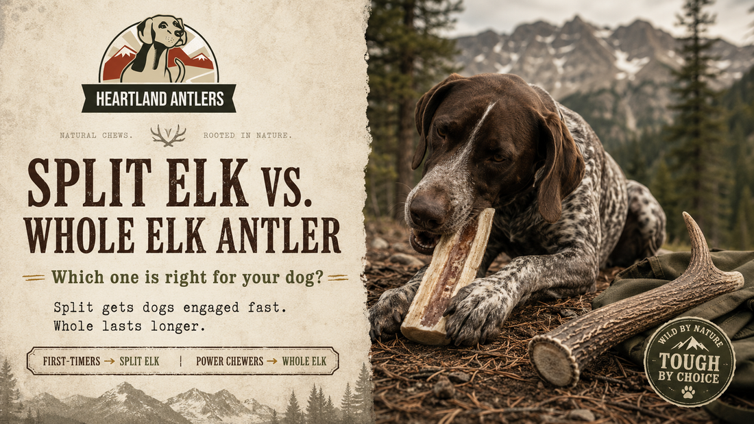 Split vs Whole Elk Antler for Dogs: Which One Is Right for Your Dog?