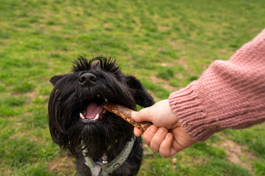 The Best Antler Chews for Senior Dogs: What to Consider