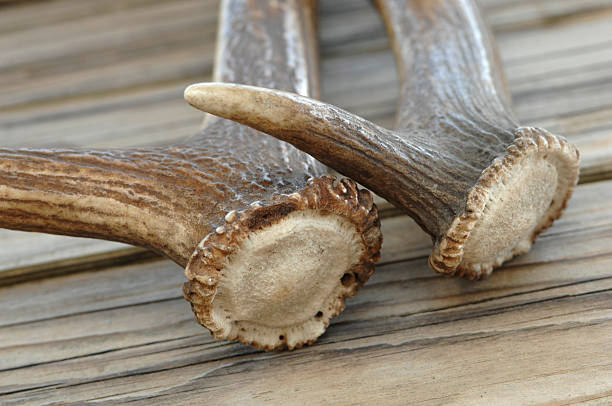 antler chews