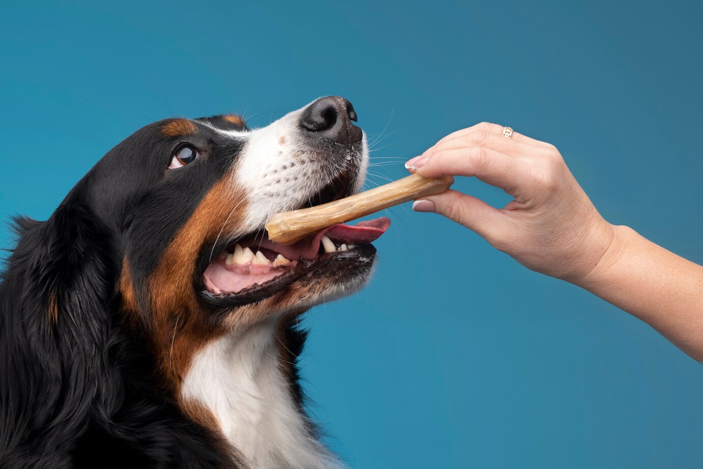 Antler Chew Q&A: Expert Advice from Veterinarians and Dog Trainers