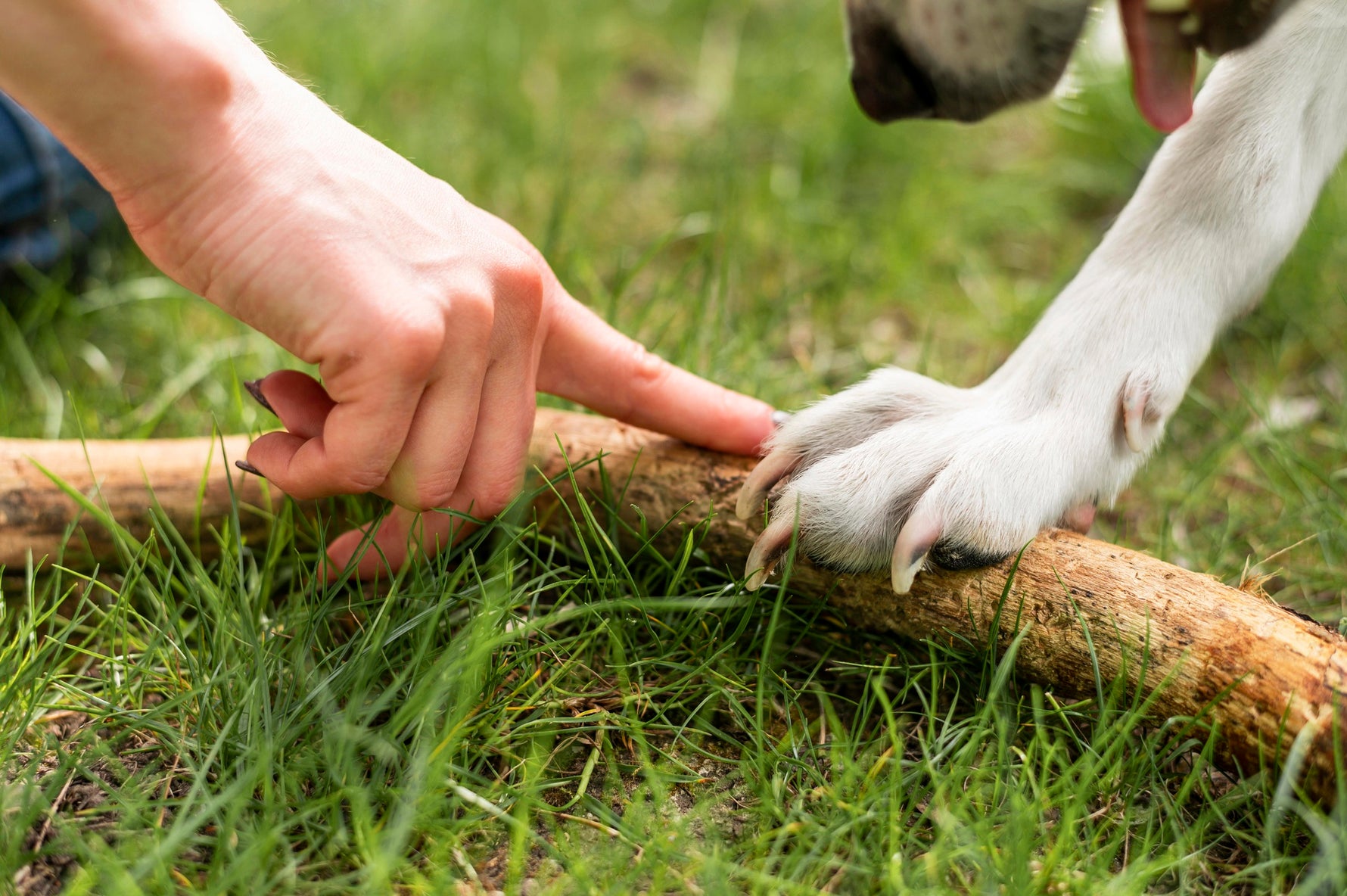 How to Introduce Antler Chews to Dogs of All Ages