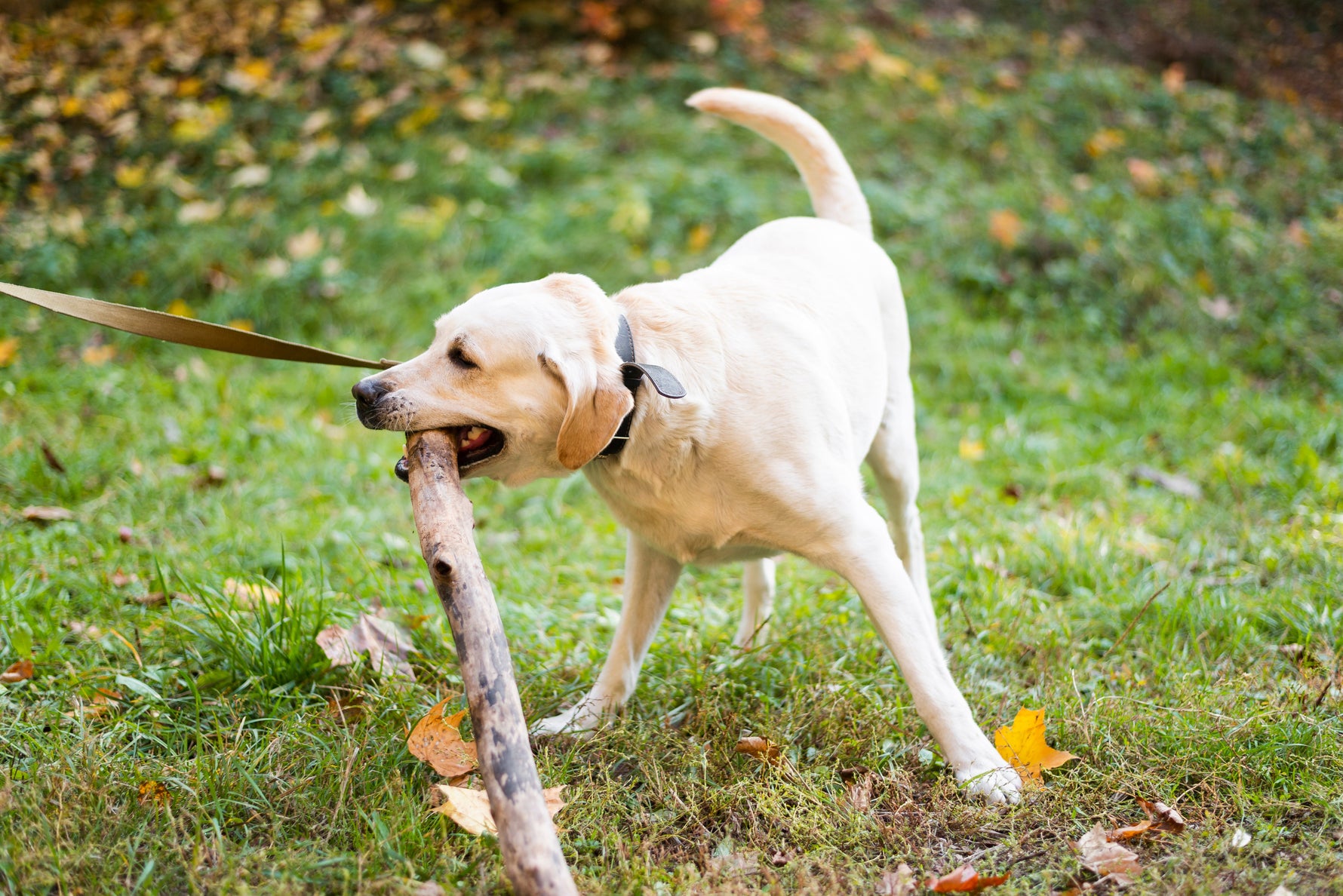 Frequently Asked Questions About Antler Chews: Expert Answers