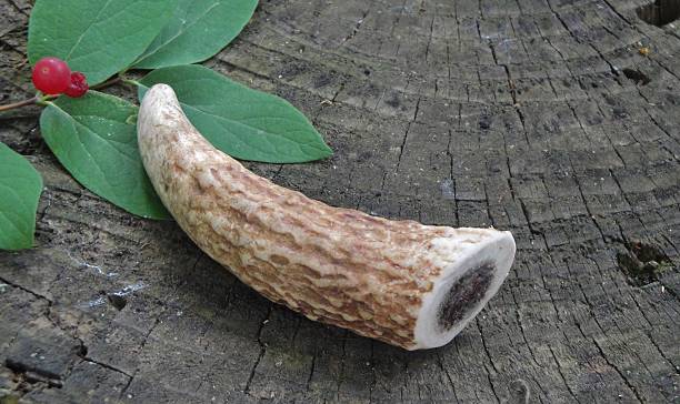 The Future of Antler Chews: Innovations and Trends in the Industry