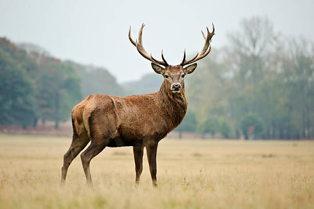 deer with huge antlers