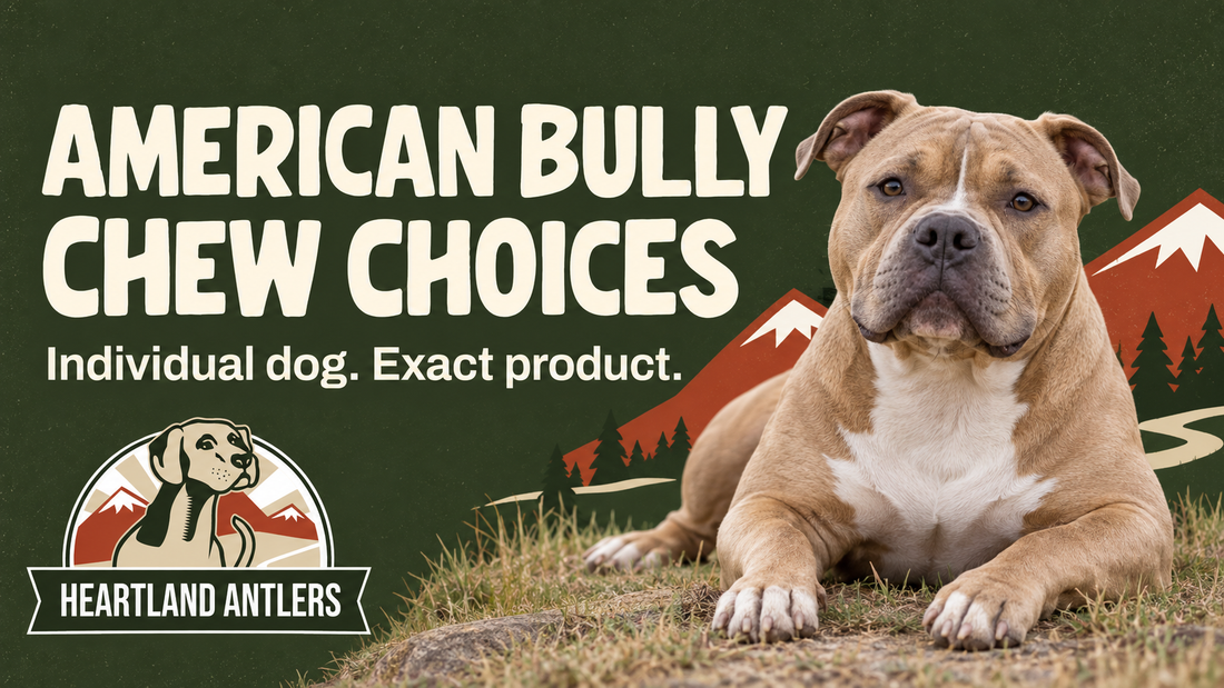 Heartland Antlers guide to American Bully chew choices with a calm adult dog