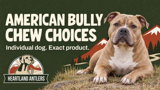 Heartland Antlers guide to American Bully chew choices with a calm adult dog