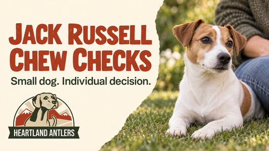 Adult Jack Russell Terrier beside individual chew assessment guidance.
