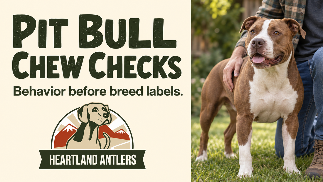 Calm adult Pit Bull beside behavior-based chew assessment guidance.