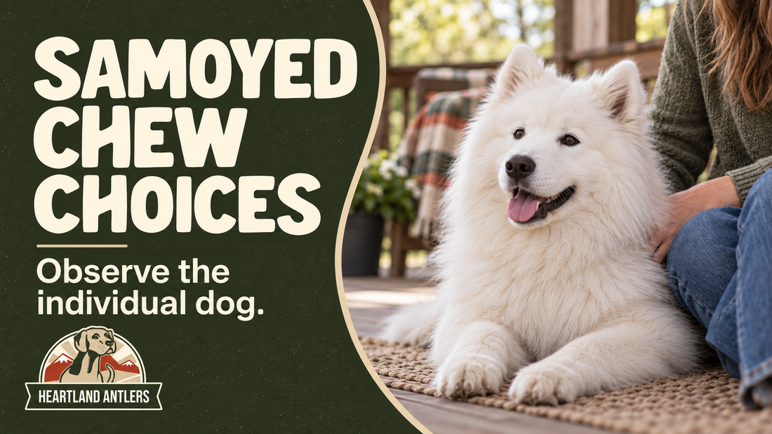 Heartland Antlers guide: samoyed chew choices, with a calm adult dog