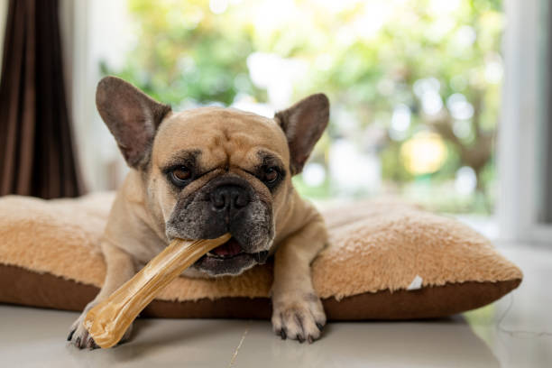 Innovative Ways to Store Antler Chews for Freshness