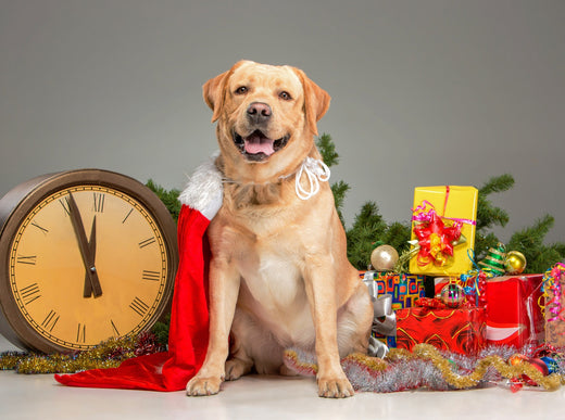 dog with santa hat