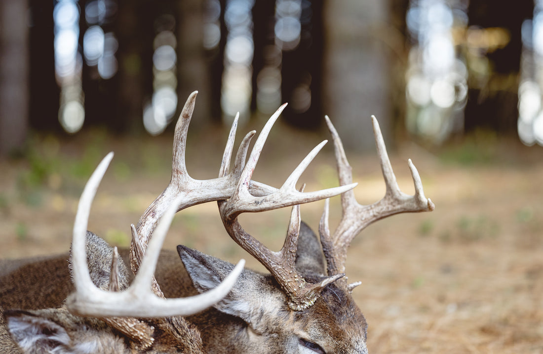 The Environmental Impact of Sourcing Antler Chews