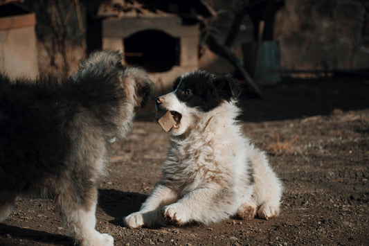 Antler Chews as a Natural Alternative to Synthetic Chews