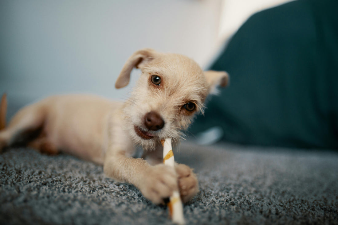 cute dog chewing