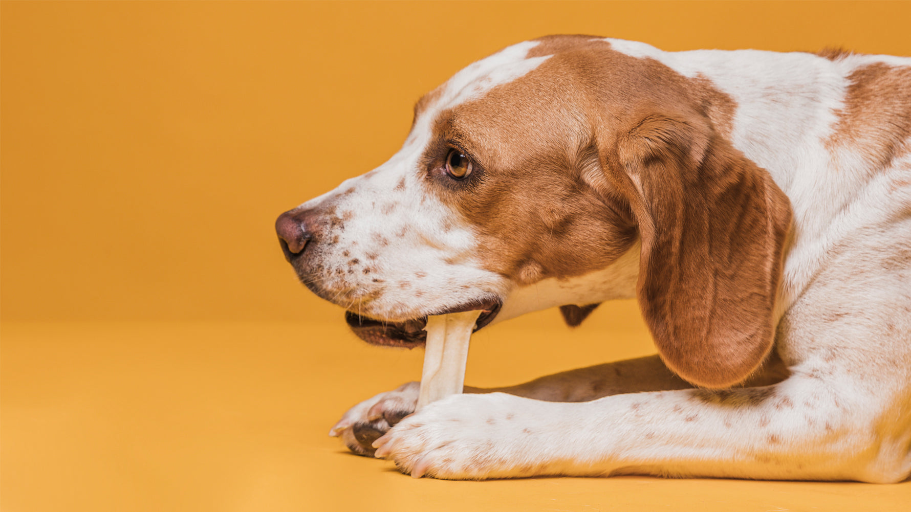 Understanding Antler Chews: The Science Behind Their Benefits