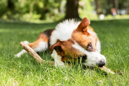 The Lifespan of Antler Chews: When to Replace Them