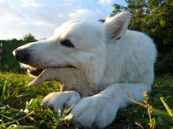 dog chewing toy on a park