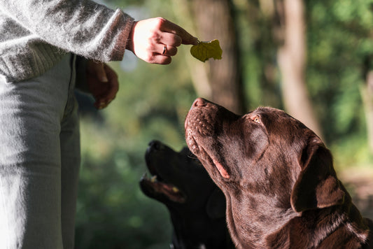 The Connection Between Antler Chews and Dog Behavior During Chewing