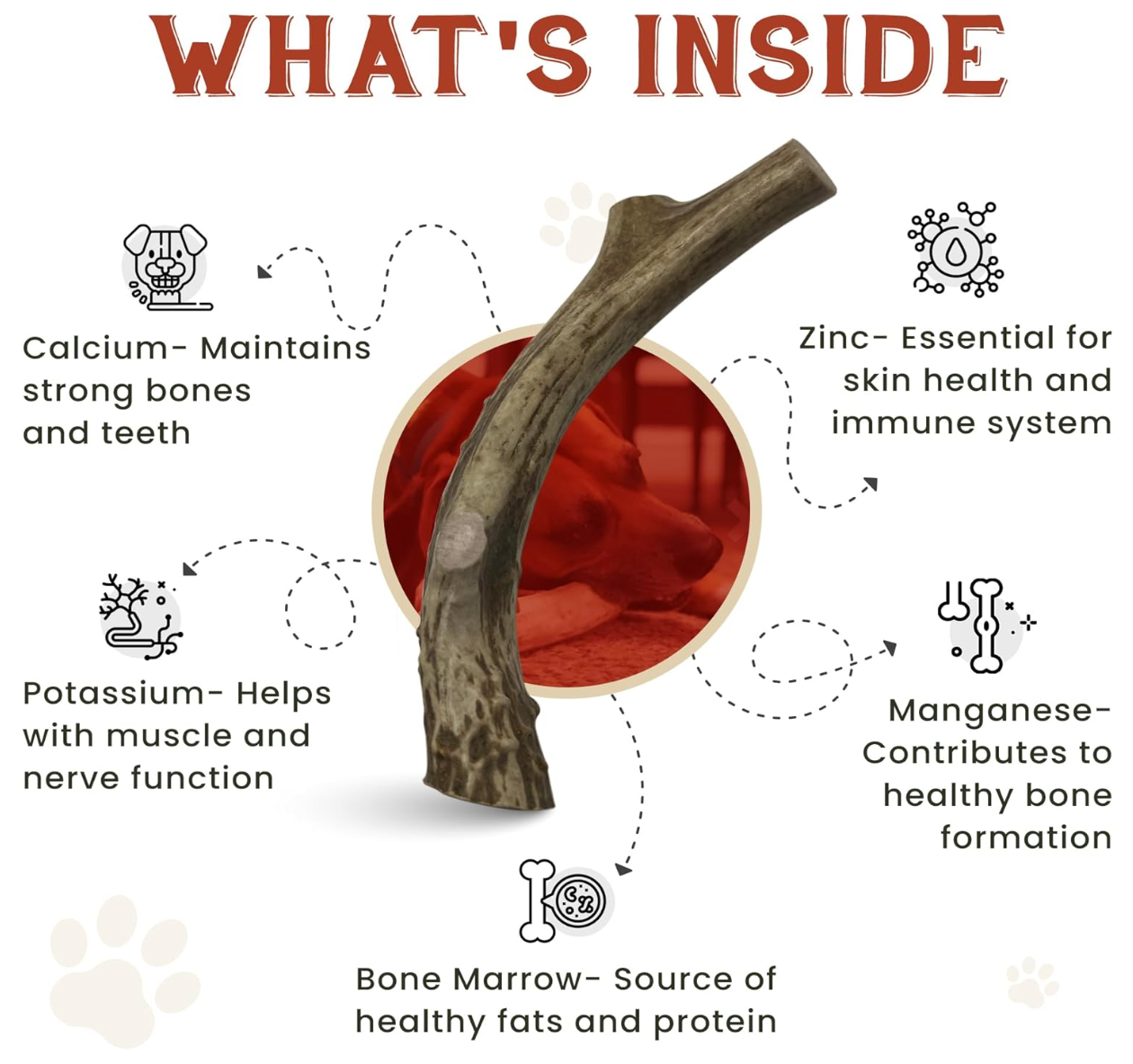 What's inside an antler