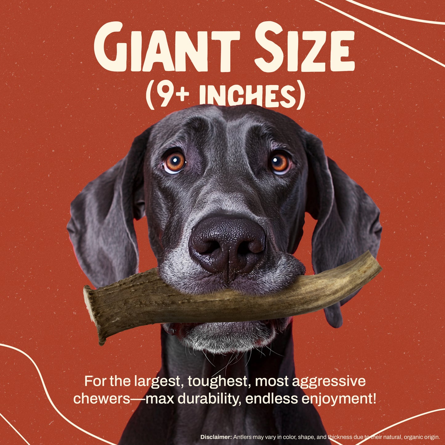 Deer Antler Chew - Giant