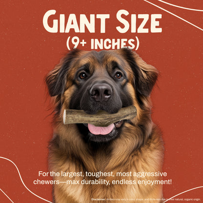 Whole Elk Antler Chew - Giant