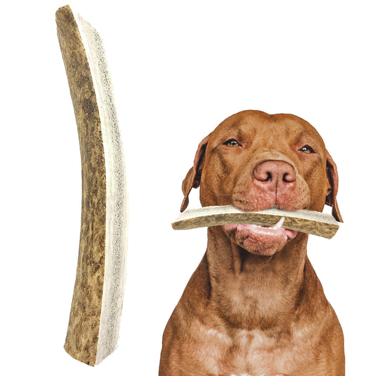 Whole Elk Antler Chews - Giant