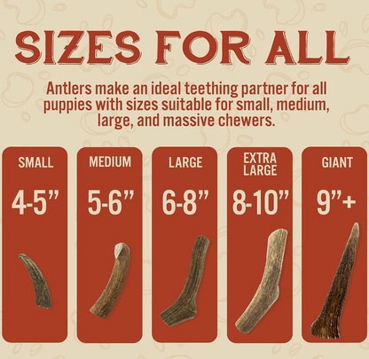 Elk antler chew benefits