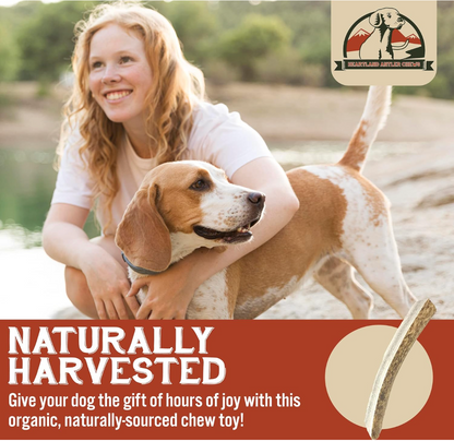 Split Elk Antler Small 2-Pack