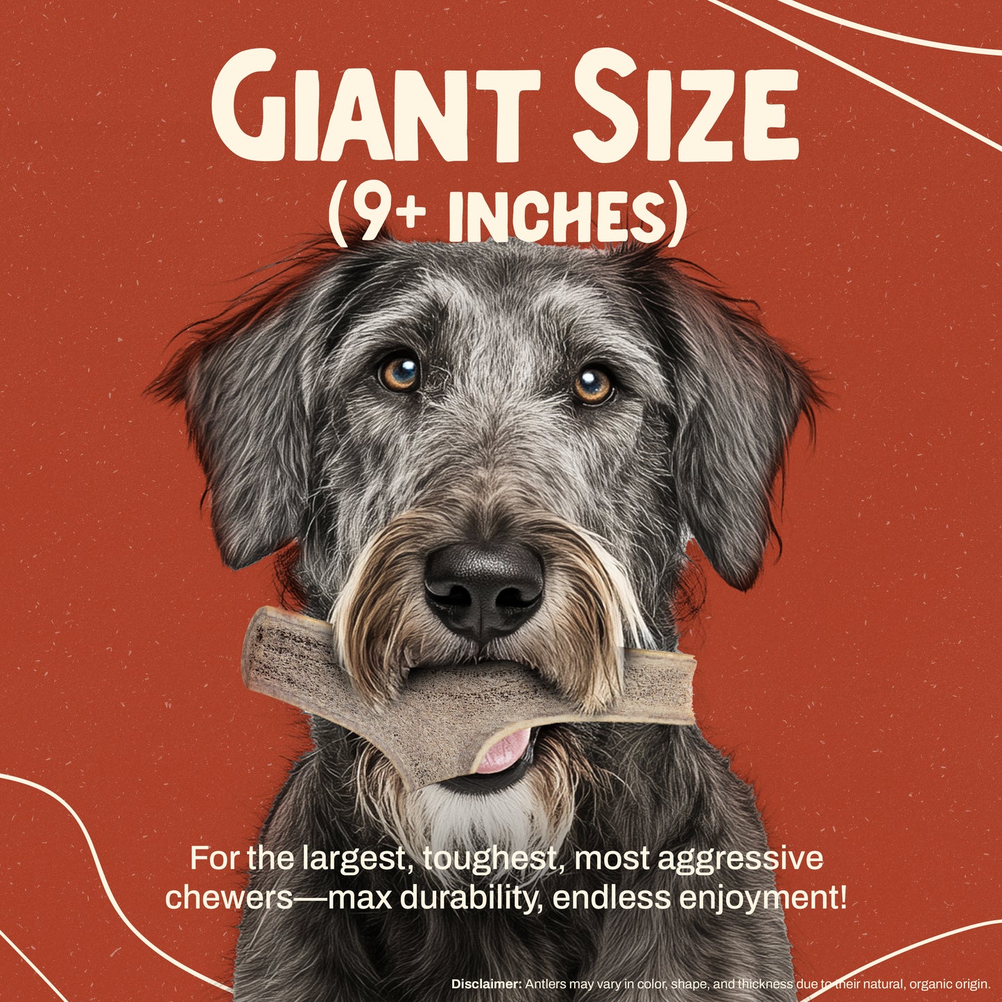 Split Elk Antler Chew - Giant (Dogs 85+ lbs)