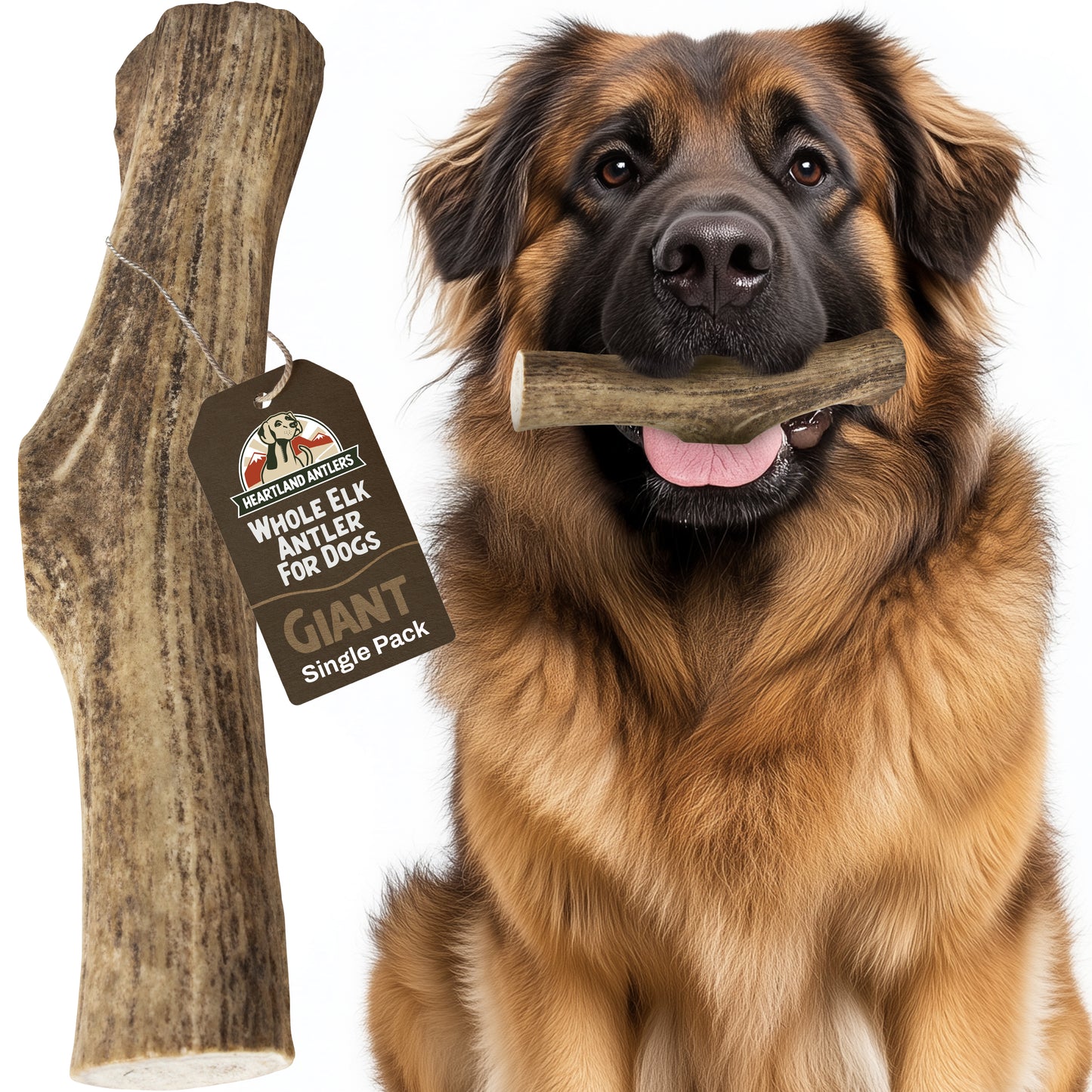 Whole Elk Antler Chew - Giant