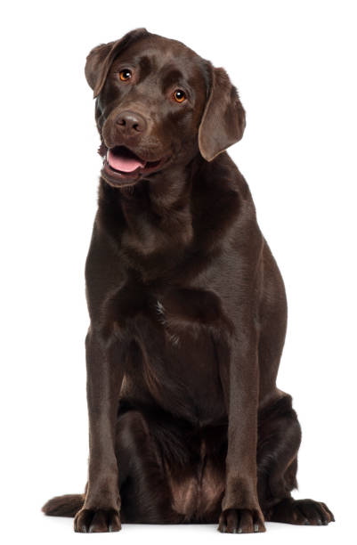 Labrador with antler chew