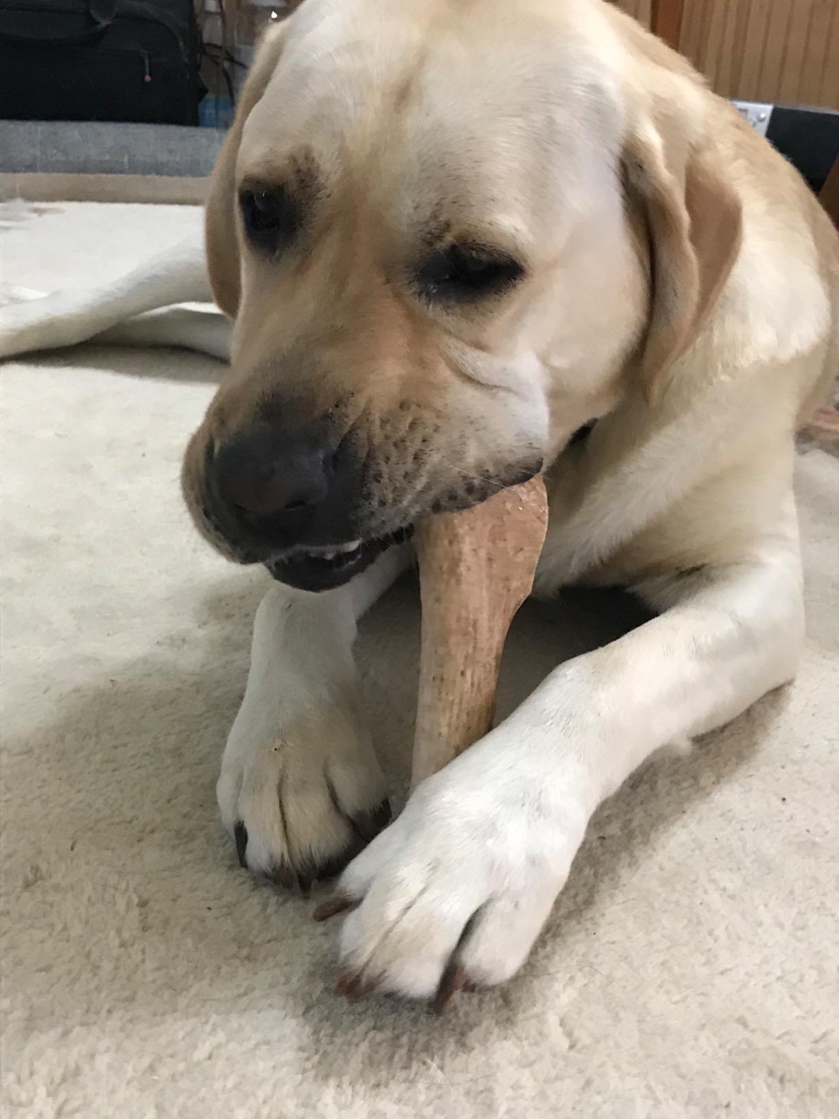 Split Elk Antler Chew - Giant (Dogs 85+ lbs)