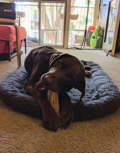 Elk Antler Chew - Giant (Dogs 85+ lbs)