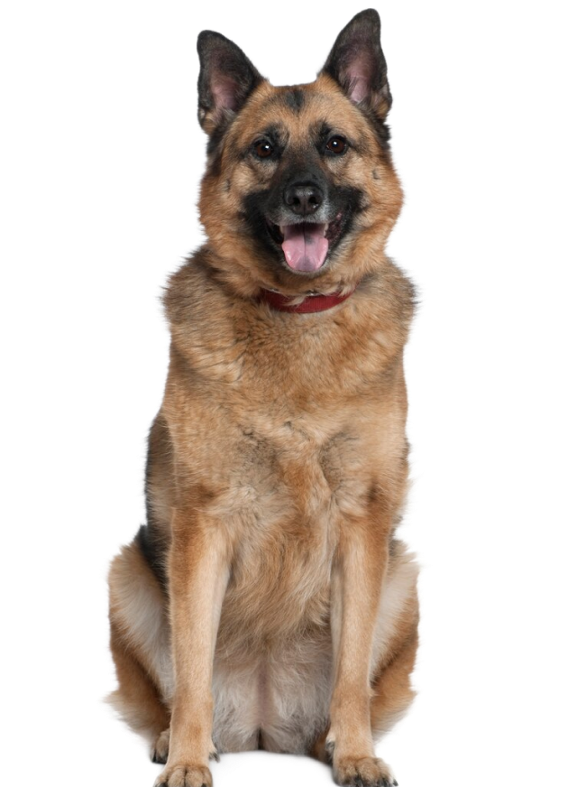 Large dog with antler chew