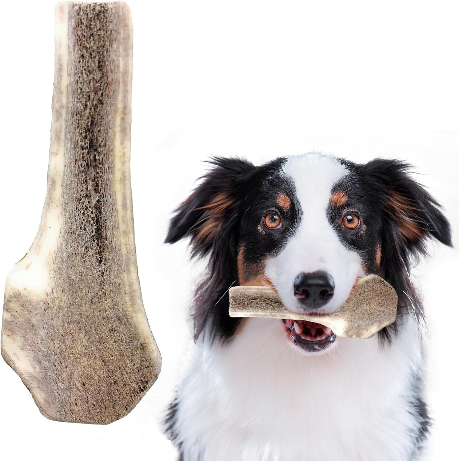 Split Elk Antler Chew - Medium