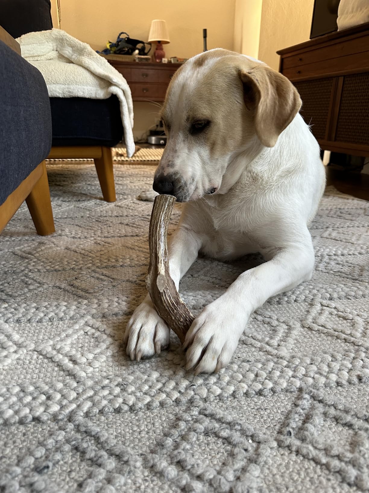 Elk Antler Chew - Extra Large (Dogs 65-85 lbs)