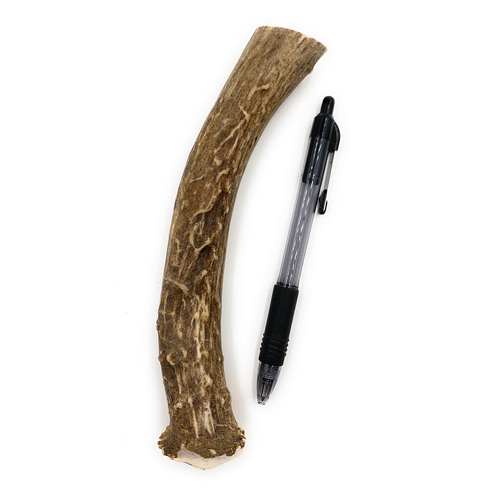 Large Deer Antlers